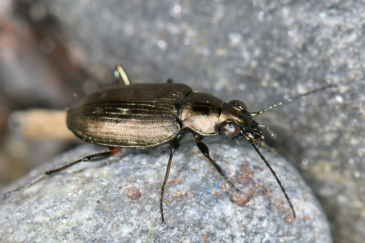 Avigliana, Lungo Dora: Carabidae lungo il fiume.